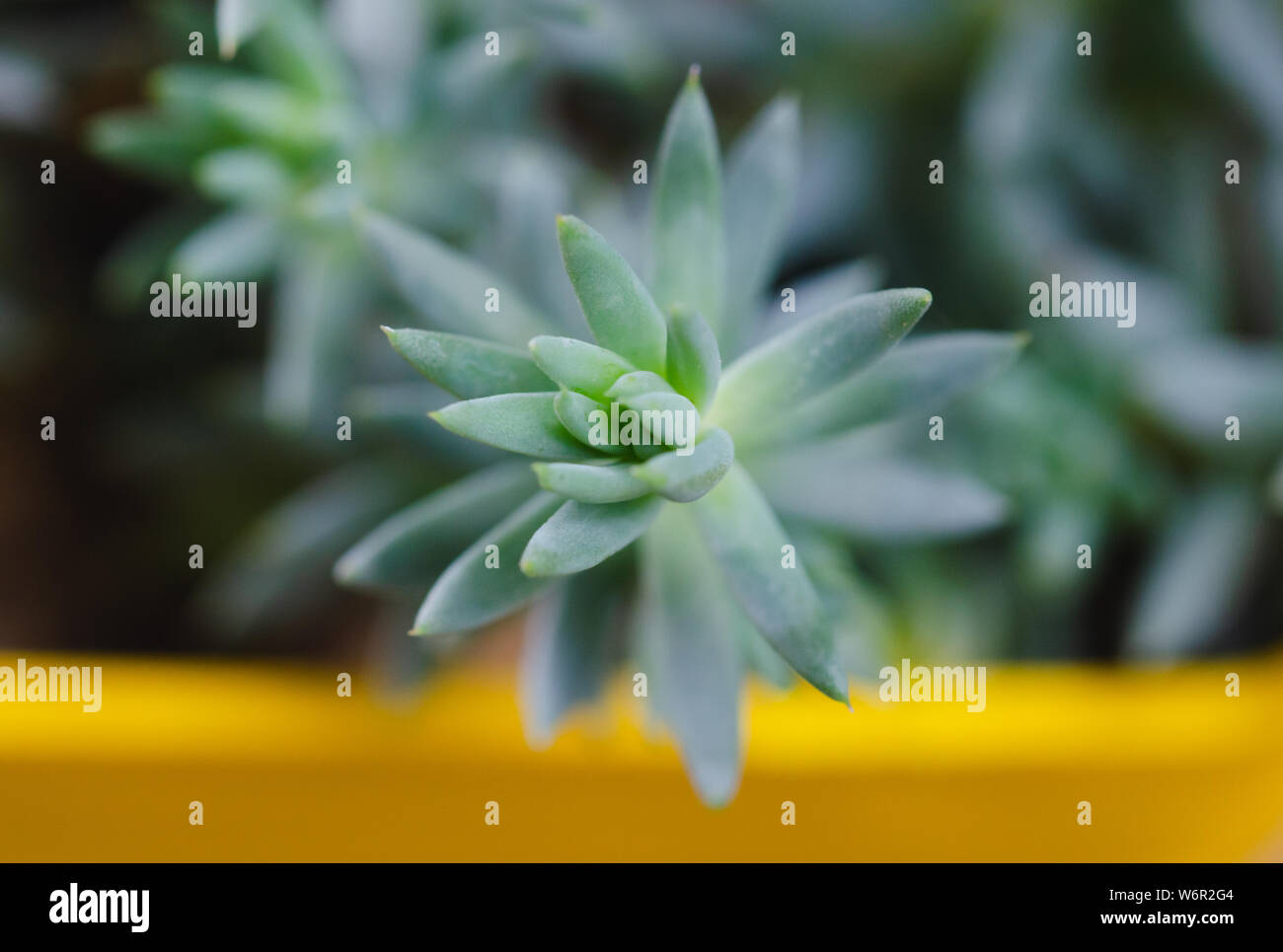 Makro von sukkulenten Pflanzen mit schmalen Blättern. Ansicht von oben. Stockfoto