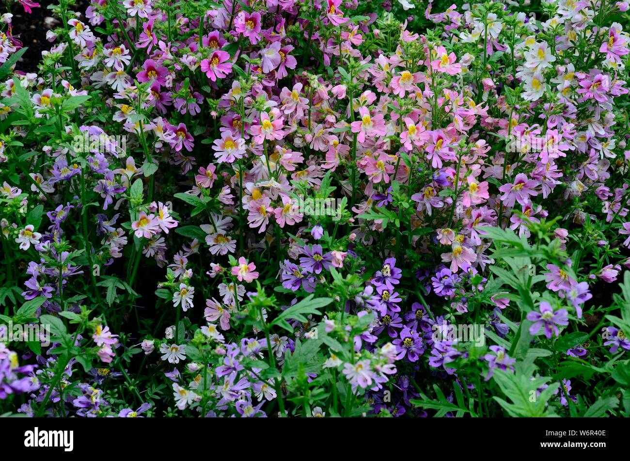 Schizanthus Zwerg Blumenstrauß gemischt Butterfly Blumen oder Armen bemannt Orchidee Blumen Stockfoto