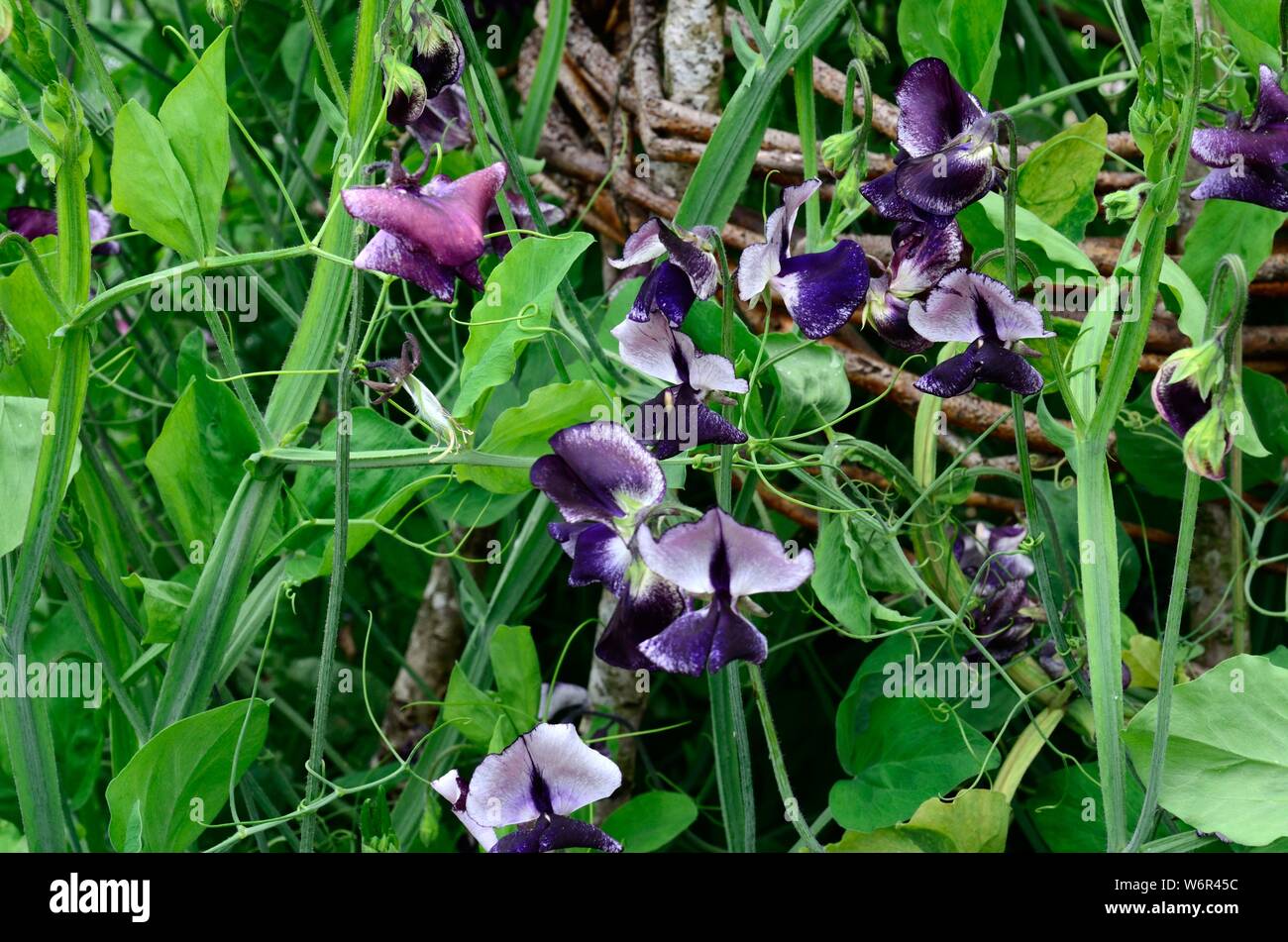Lathus adoratus Sweet pea Earl Grey Earl Grey kastanienbraun Violett bicolor Blumen als Flocken mit weißen Blumen Stockfoto