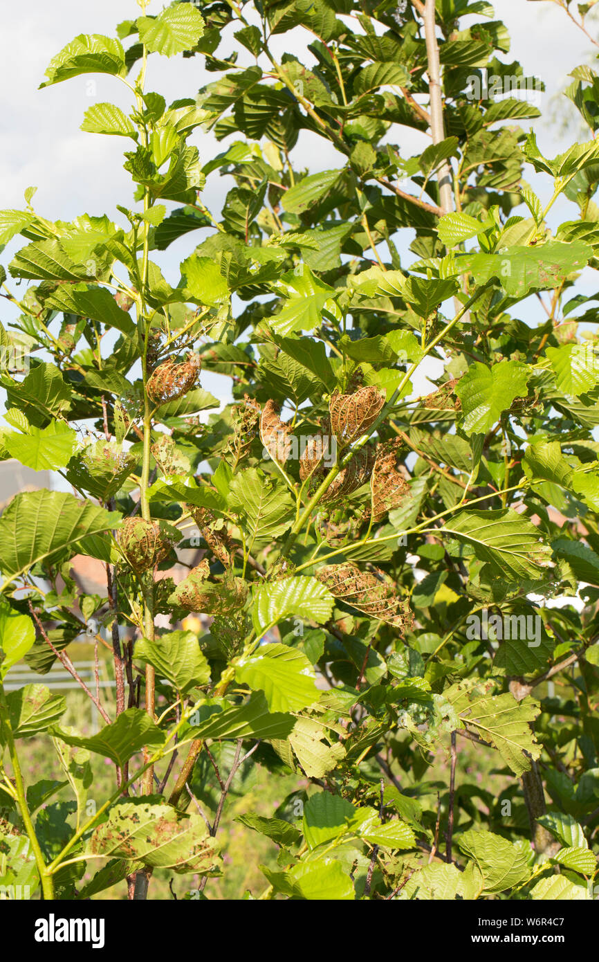 Beschädigungen an den Blättern eines Erle, Alnus glutinosa, die durch die Larven der Erle blatt Käfer verursacht wurde, Agelastica alni. Der Käfer war d Stockfoto