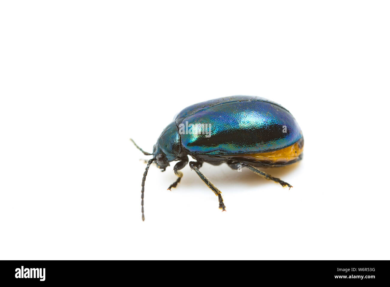 Eine weibliche Erle leaf Beetle, Agelastica alni, Erlen gefunden wurde, Alnus glutinosa, in der Nähe von Gillingham in North Dorset. Der Käfer war considere Stockfoto