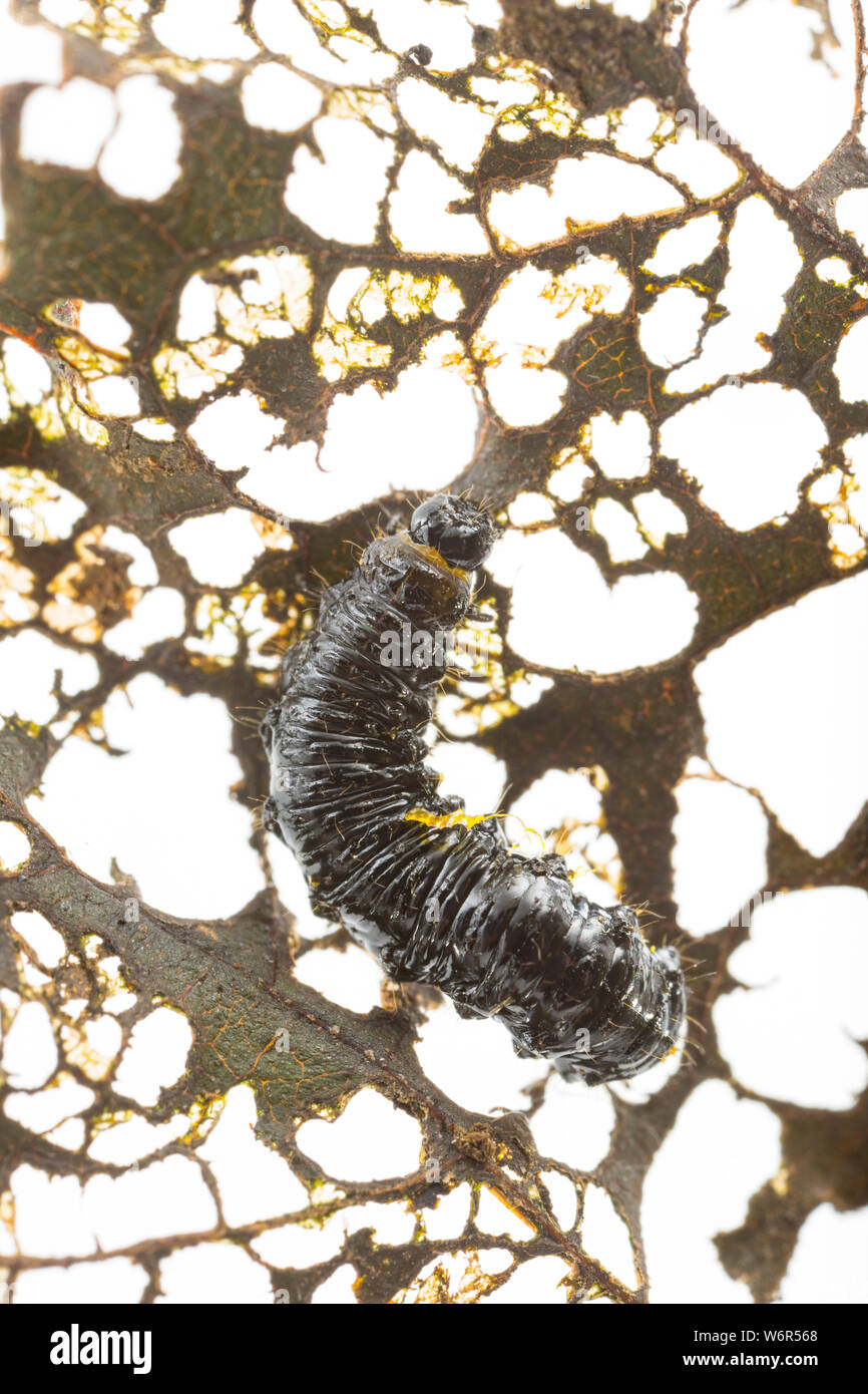 Die Larve der Erle leaf Beetle, Agelastica alni, dass Fütterung auf ein Erle Blatt wurde, Alni glutinosa. Der Käfer war ausgestorben in der als Stockfoto