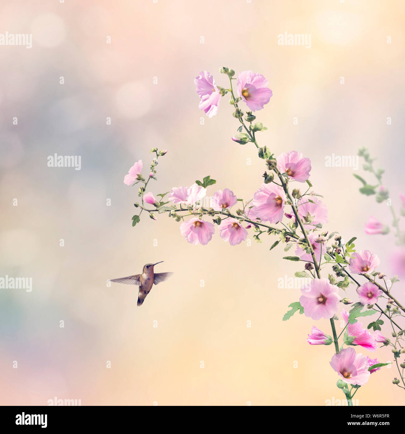 Kolibris und Malve Blumen im Garten Stockfoto