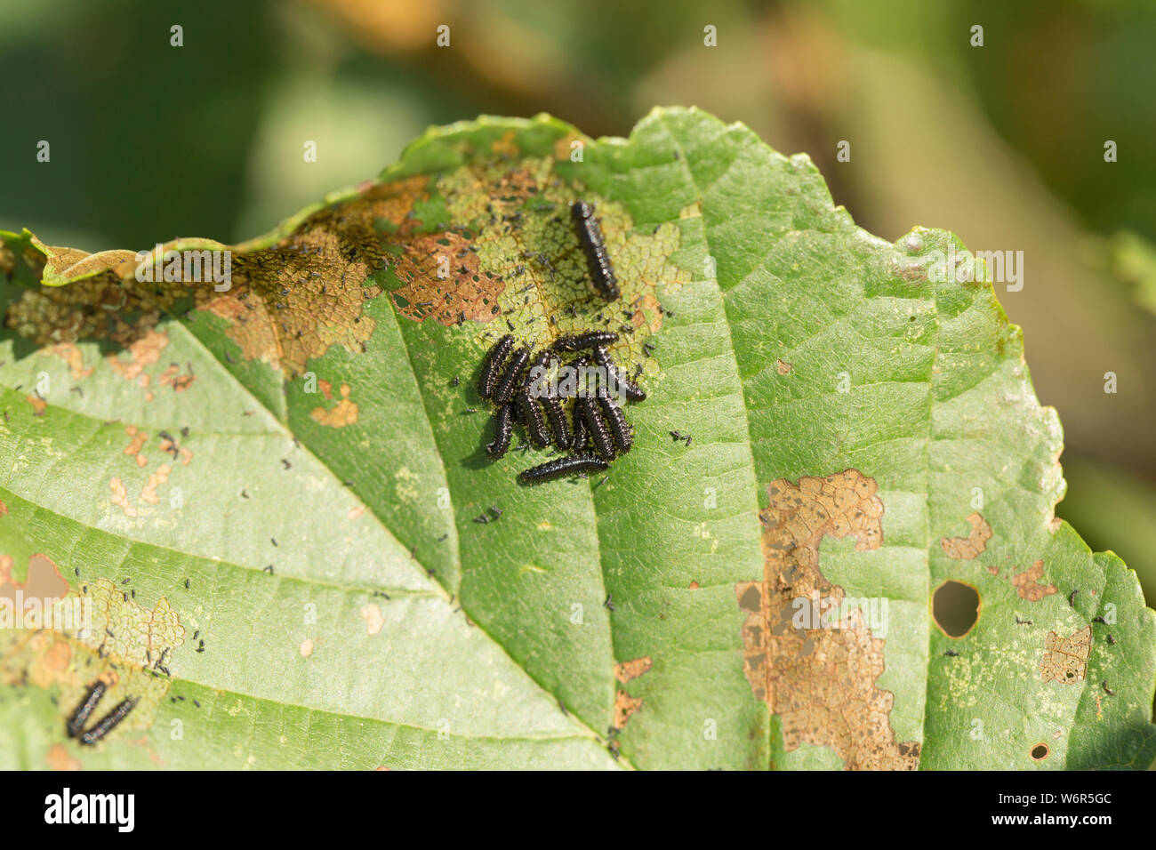 Die Larven der Erle leaf Beetle, Agelastica alni, dass Fütterung wurde auf einem Erle leaft, Alni glutinosa. Der Käfer war ausgestorben in t als Stockfoto