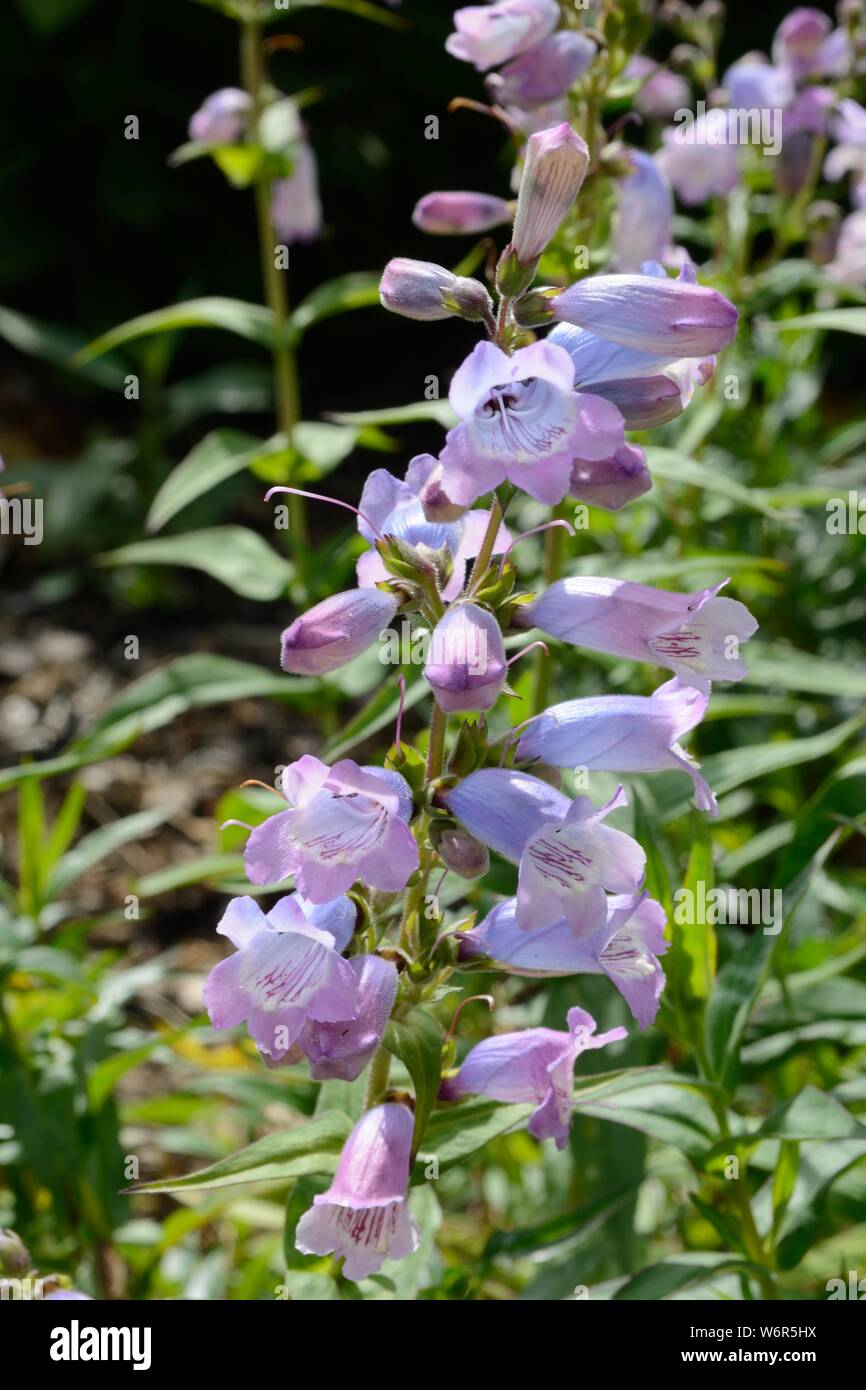 Pentemon Stapleford Juwel hellblauen Blumen halb immergrünen Blätter Stockfoto