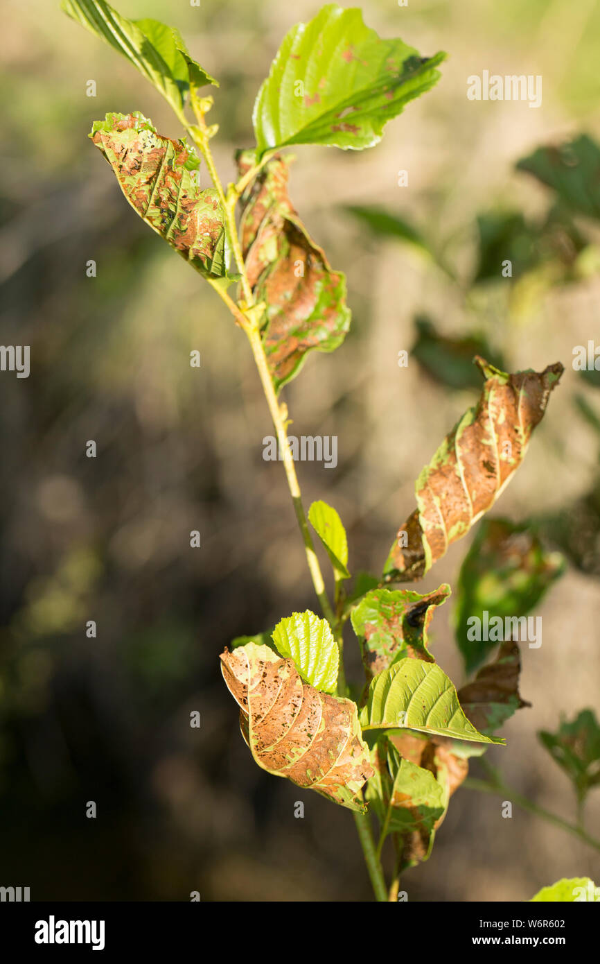 Beschädigungen an den Blättern eines Erle, Alnus glutinosa, die durch die Larven der Erle blatt Käfer verursacht wurde, Agelastica alni. Der Käfer war d Stockfoto