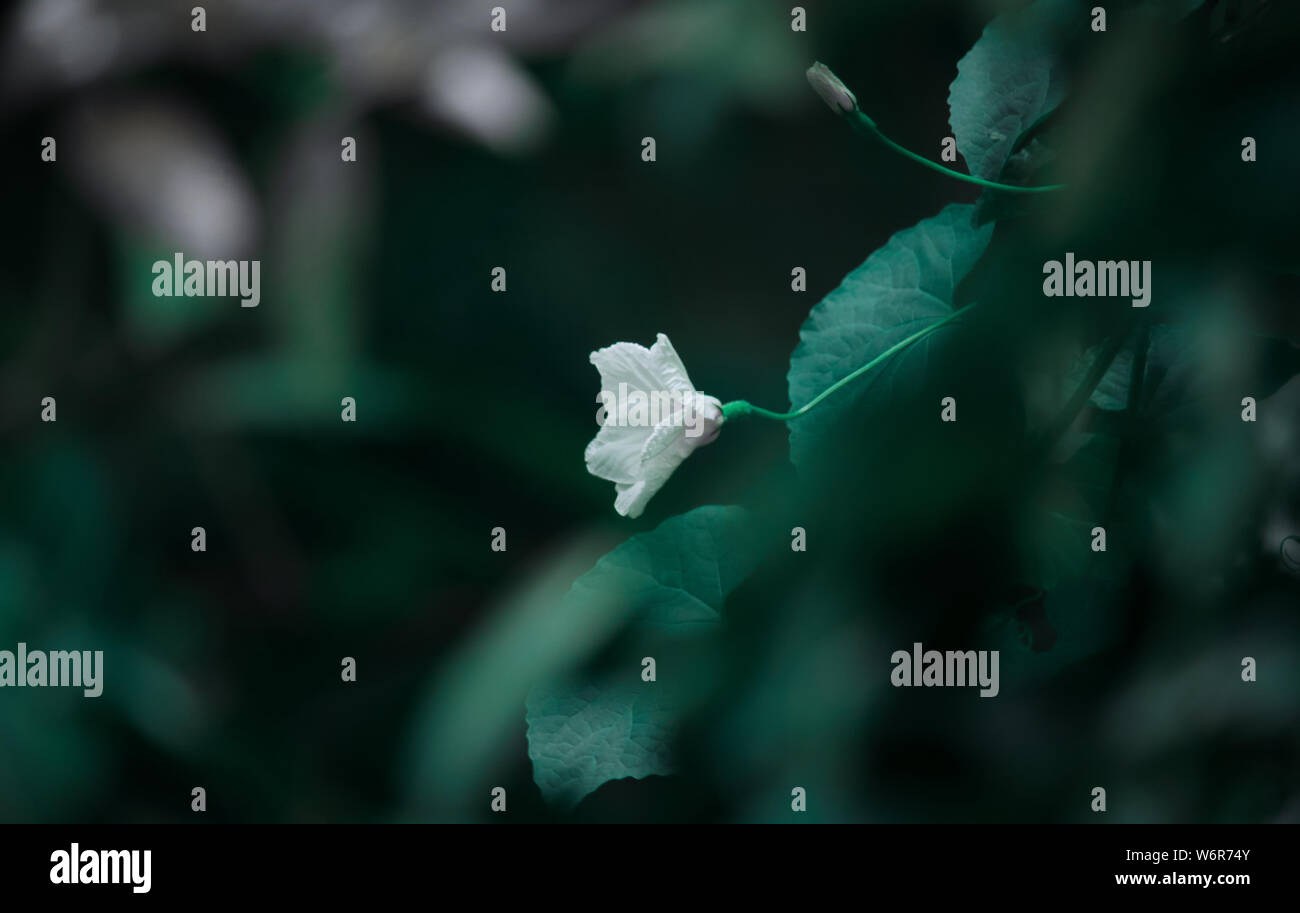 Weiße Blume mit schönem grünen Hintergrund. Stockfoto