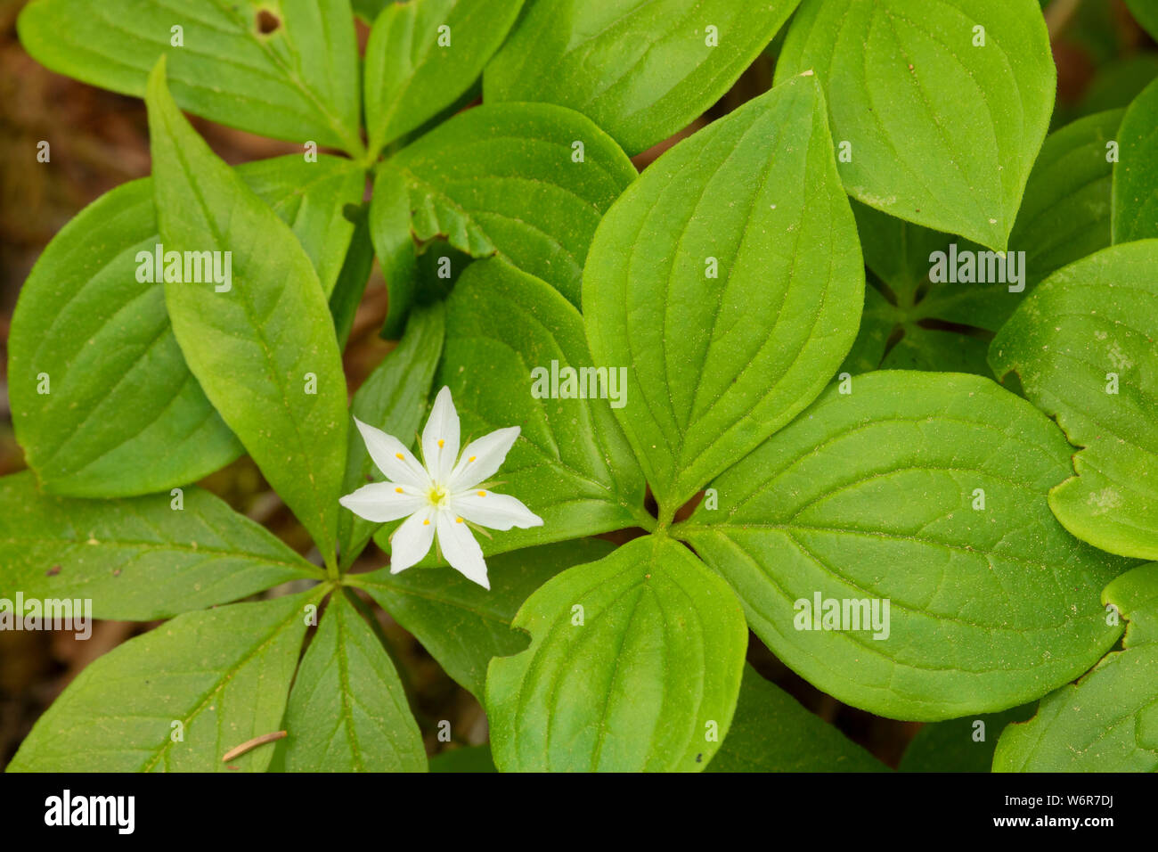 Starflower, Terra Nova Nationalpark, Neufundland und Labrador, Kanada Stockfoto