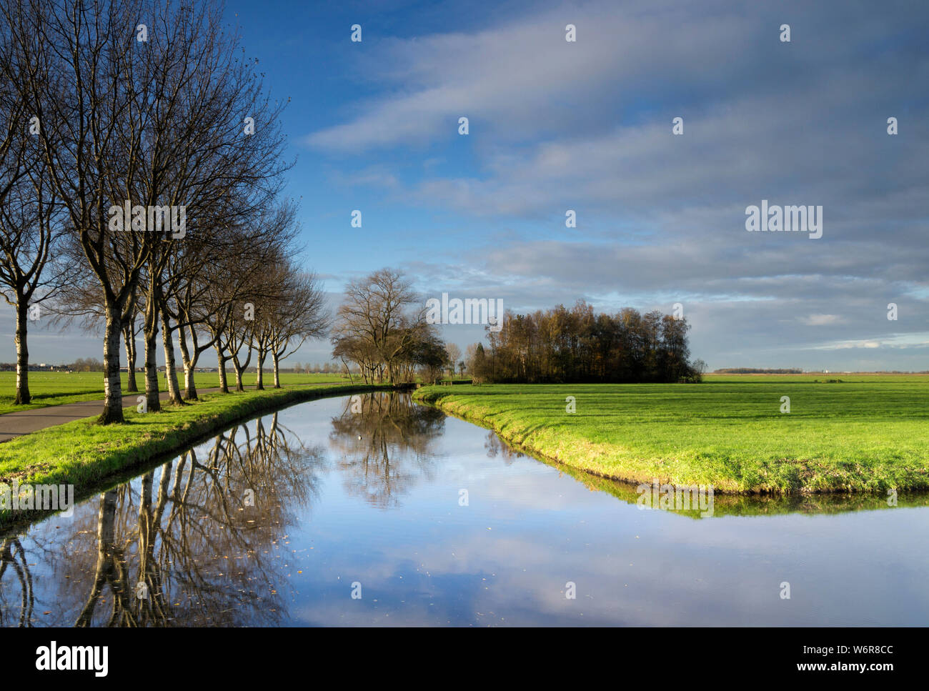 Bäume sich in einem Teich Stockfoto