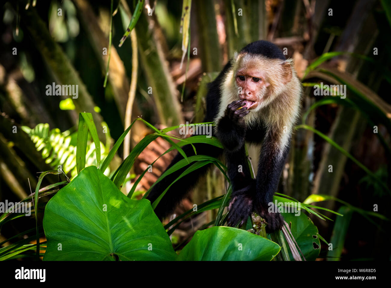 Panamasche white-faced Kapuziner (Cebus Imitator) Bilder Stockfoto
