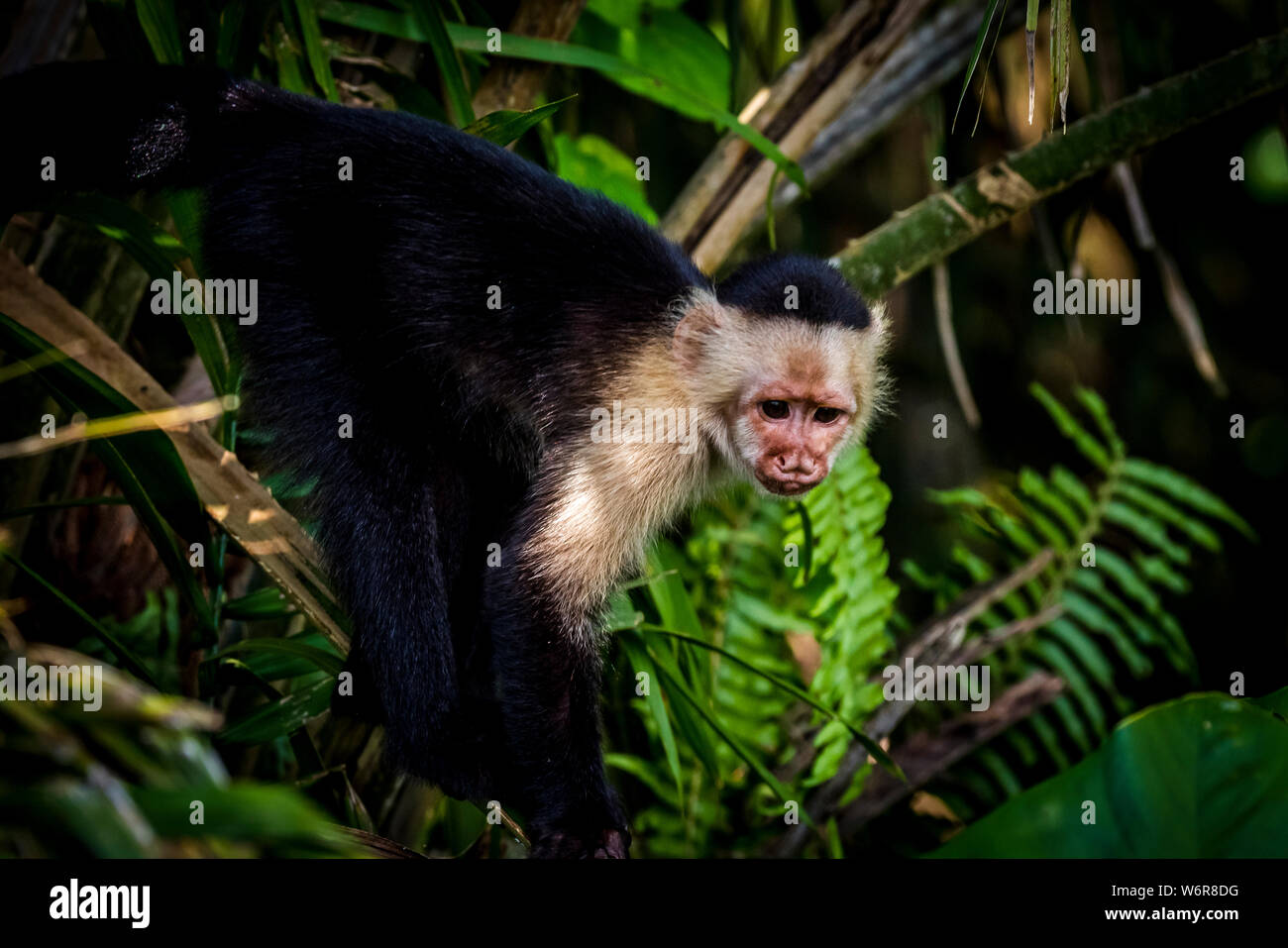 Panamasche white-faced Kapuziner (Cebus Imitator) Bilder Stockfoto