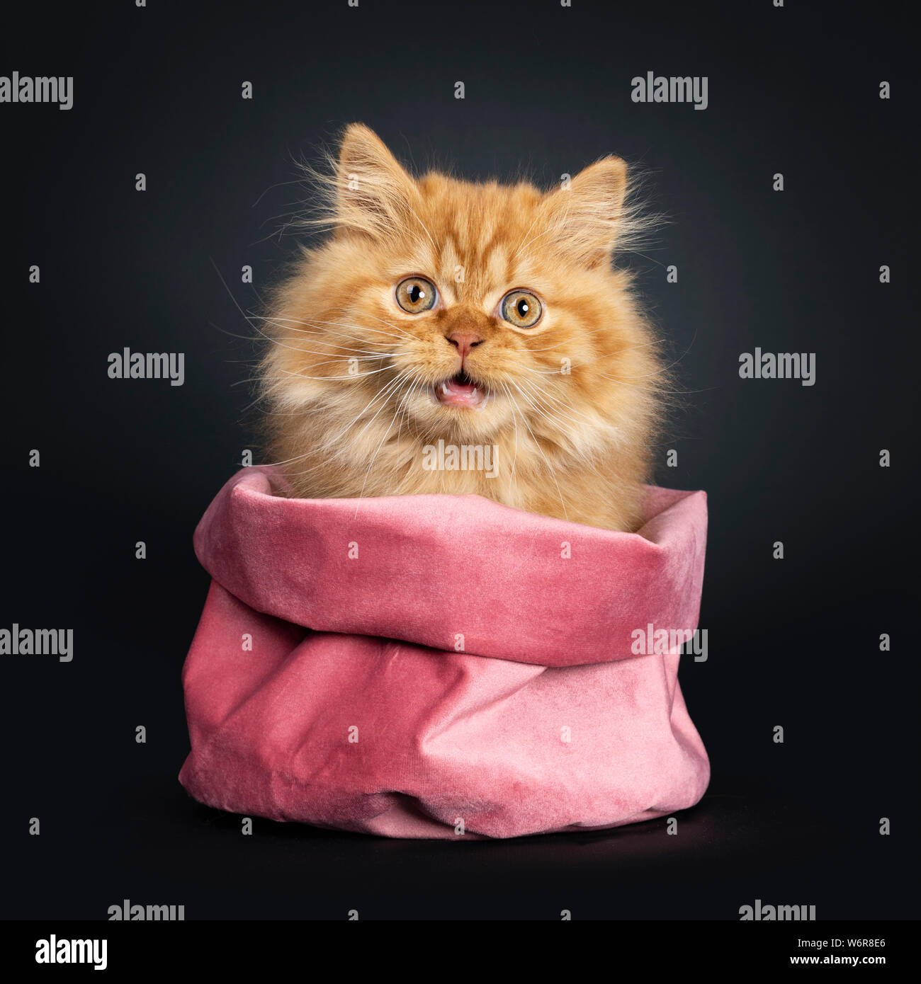 Flauschige rot Britisch Langhaar Katze Katze, sitzend in rosa Samtbeutel. Mit Blick auf die Kamera mit orangefarbenen Augen. Auf schwarzem Hintergrund isoliert. Mund öffnen, surp Stockfoto