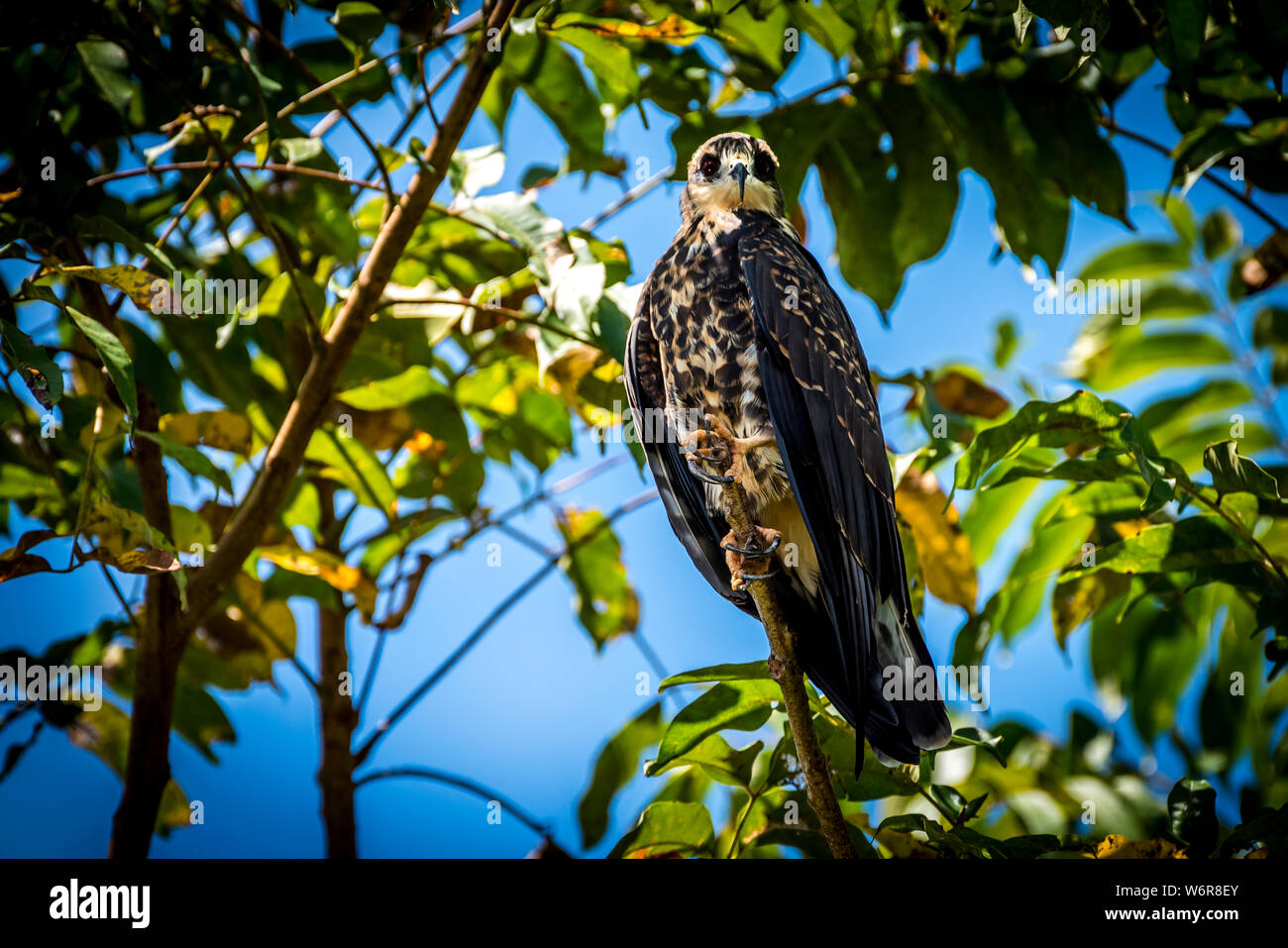 Weibliche Schnecke Kite- Rostrhamus sociabilis - Bild in Panama am Lake Gatun Stockfoto