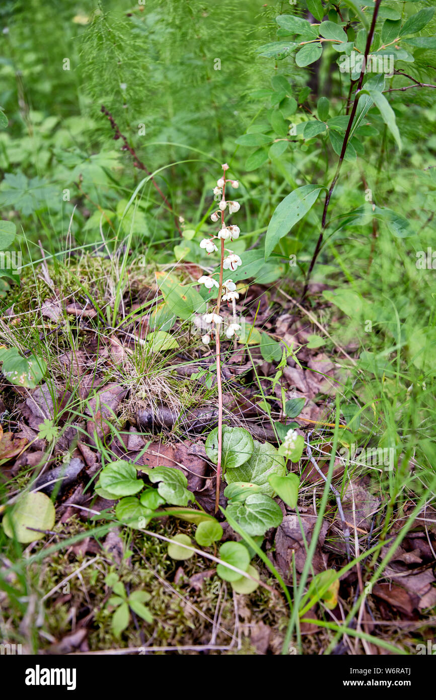 Pyrola rotundifolia. Heilpflanze. Vorbereitung von Rohstoffen für Kräutertee und für medizinische Zwecke Stockfoto