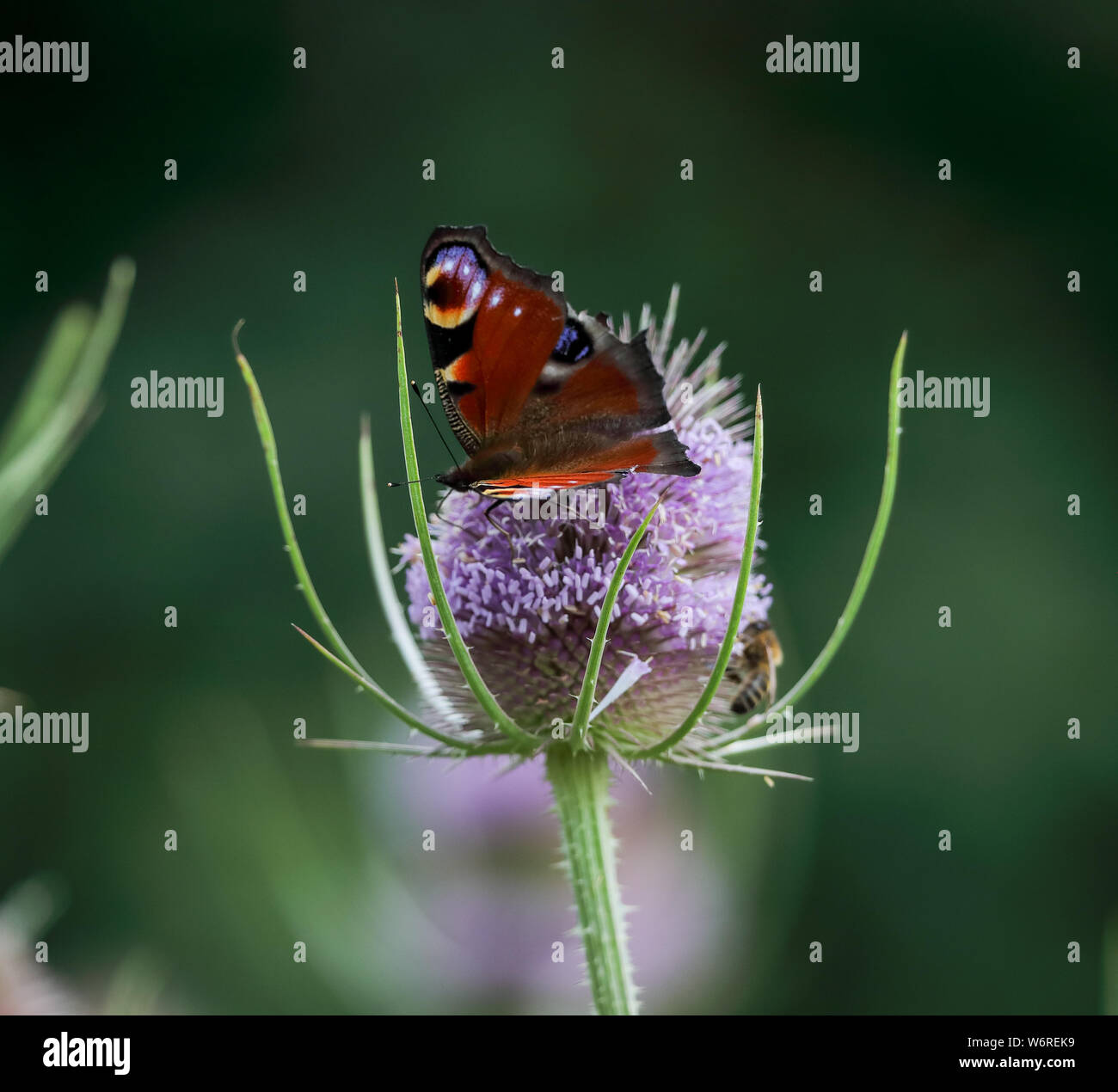 Tagpfauenauge (Algais io) Stockfoto