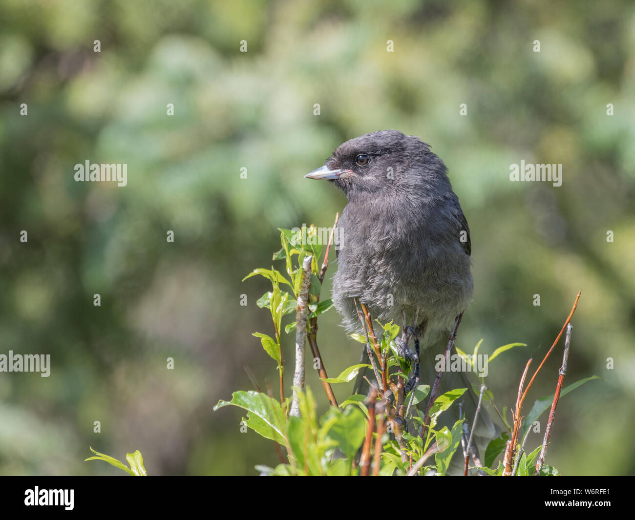 Grau Jay oder Kanada jay Stockfoto