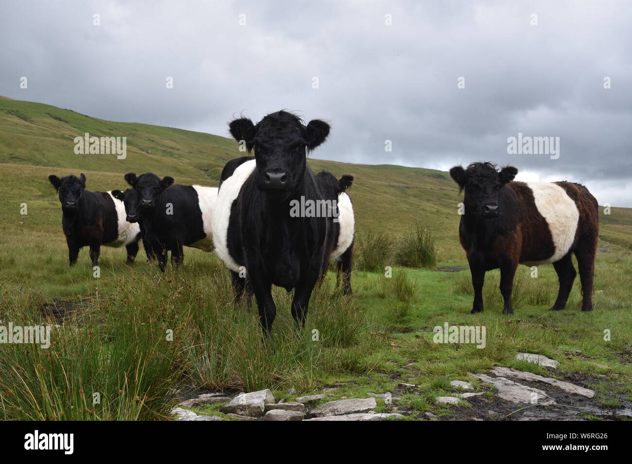 Belted Galloway Cattle auf Yorkshire Dales Moorland, Hawes, Großbritannien Stockfoto