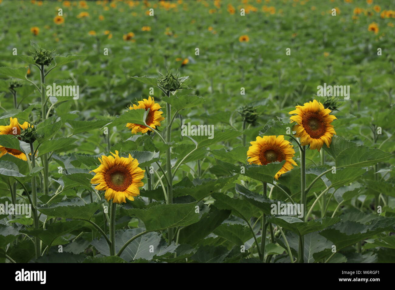 Feld von Sonnenblumen Stockfoto