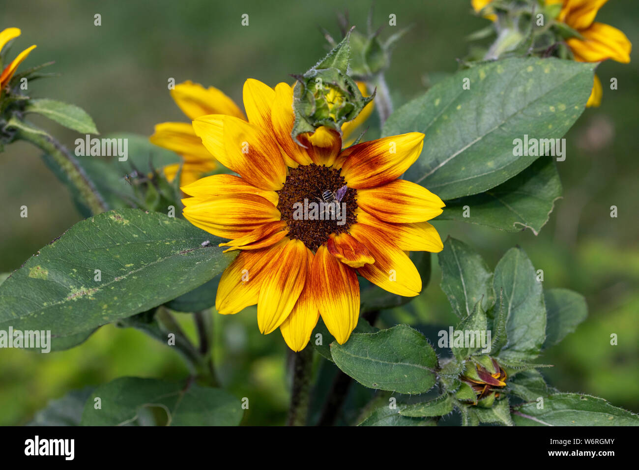 Hummel auf Sonnenblume Stockfoto