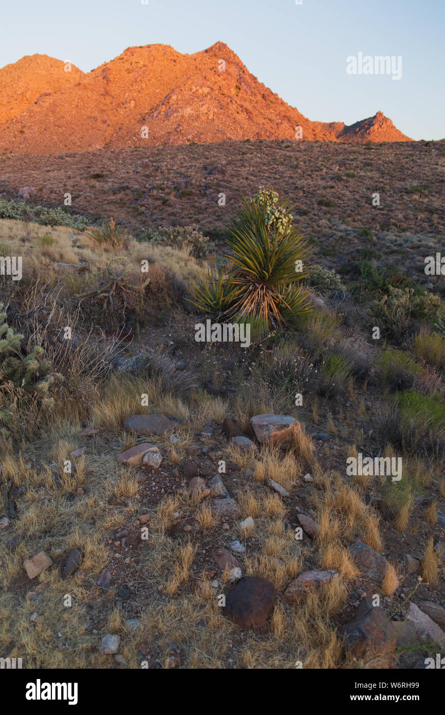 Wüste von New Mexico Stockfoto