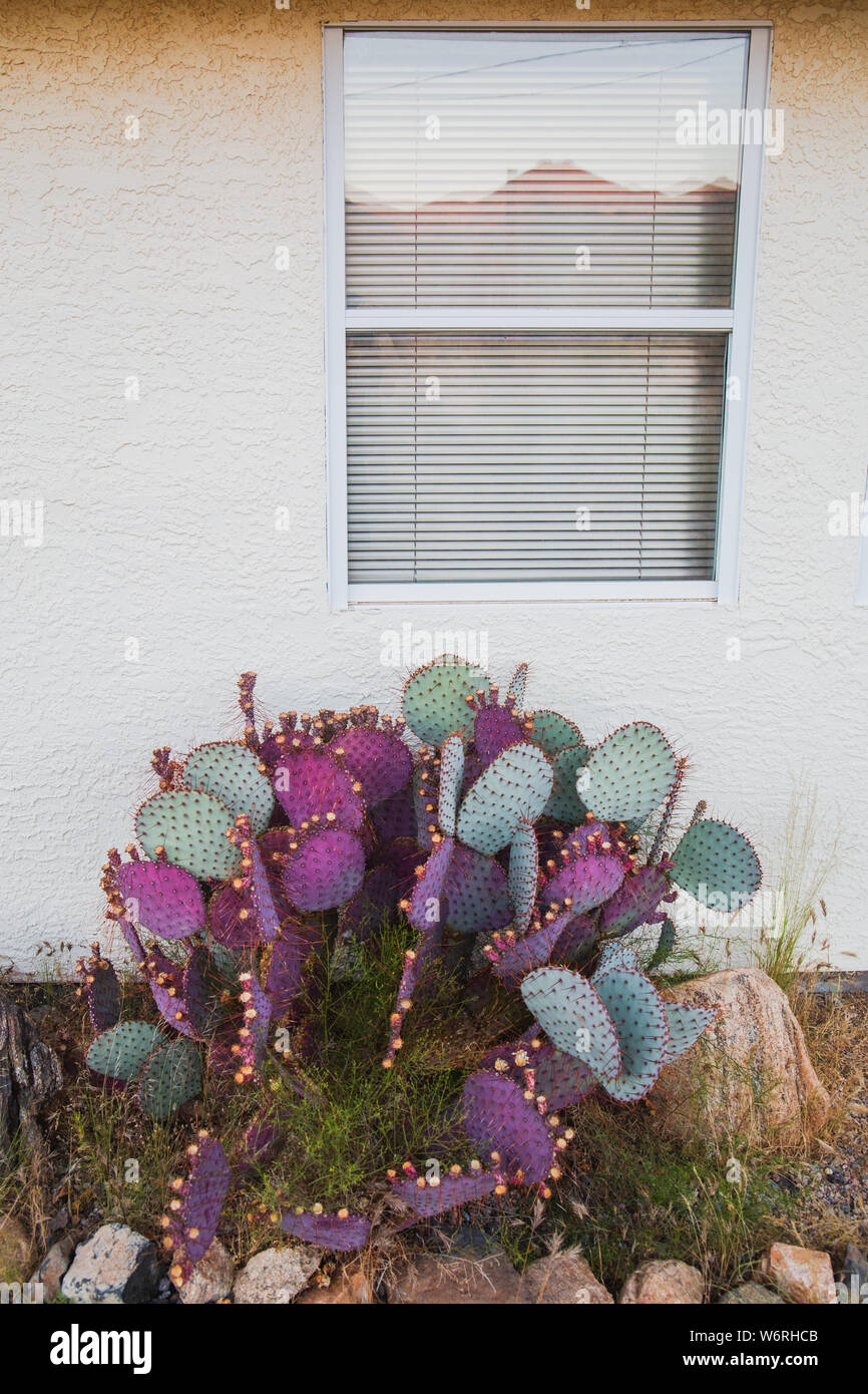 Wüste von New Mexico Stockfoto