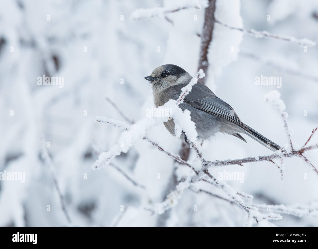 Grau Jay oder Kanada jay Stockfoto