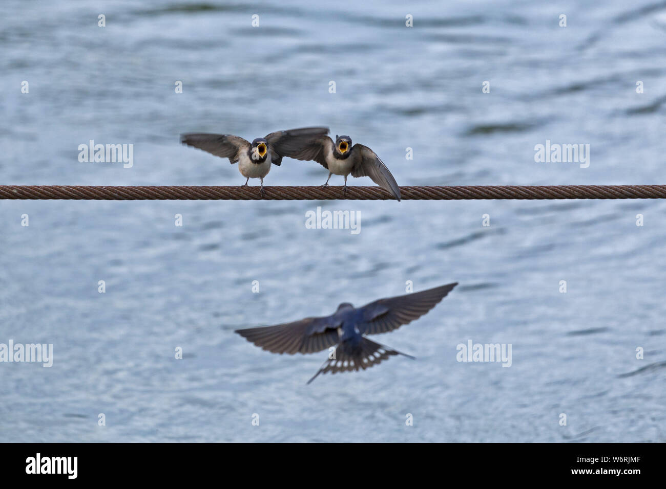 Schlucken (Hirundinidae) Fütterung der Küken, Regensburg, Niederbayern, Deutschland Stockfoto