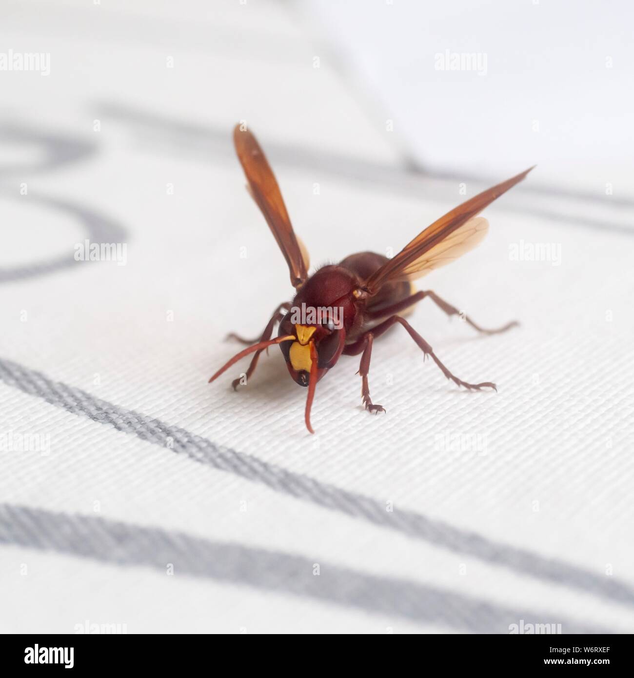 Orientalische Hornisse (Vespa orientalis). Die Orientalische Hornisse, ist eine soziale Insekten der Familie Vespidae. Er lebt in saisonalen Kolonien, bestehend aus einem Kastensystem durch eine Königin dominiert. Die hornisse baut seine Nester in U- und kommuniziert mit Schwingungen. Es hat eine gelbe Streifen auf die Kutikula (exoskelett), die das Sonnenlicht absorbieren kann eine kleine elektrische Potential zu generieren. In Israel im November fotografiert. Stockfoto