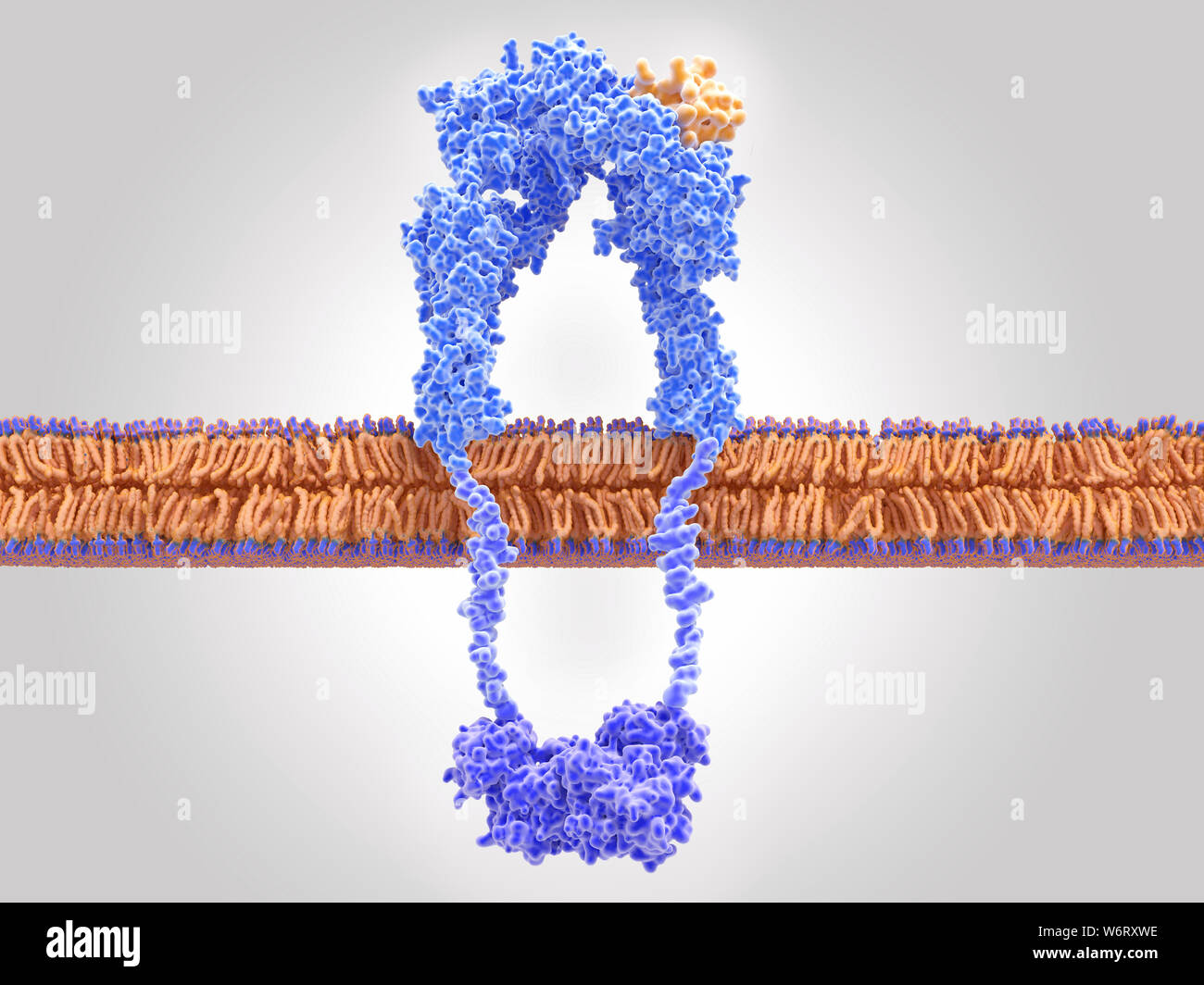 Aktive Insulin Rezeptor, Illustration. Das Insulin Rezeptor (blau) ist ein transmembranes Protein, dass durch die Bindung von Insulin (orange) aktiviert ist. Insulin verbindliche induziert strukturelle Veränderungen innerhalb der Rezeptor. Diese Veränderungen führen zu einem biochemischen Kette von Ereignissen innerhalb der Zelle (Signaltransduktion), die schließlich zum Transport der Glukose in die Zelle führt über eine Aktivierung von Glucose Transporter (Kanal Proteine). Stockfoto