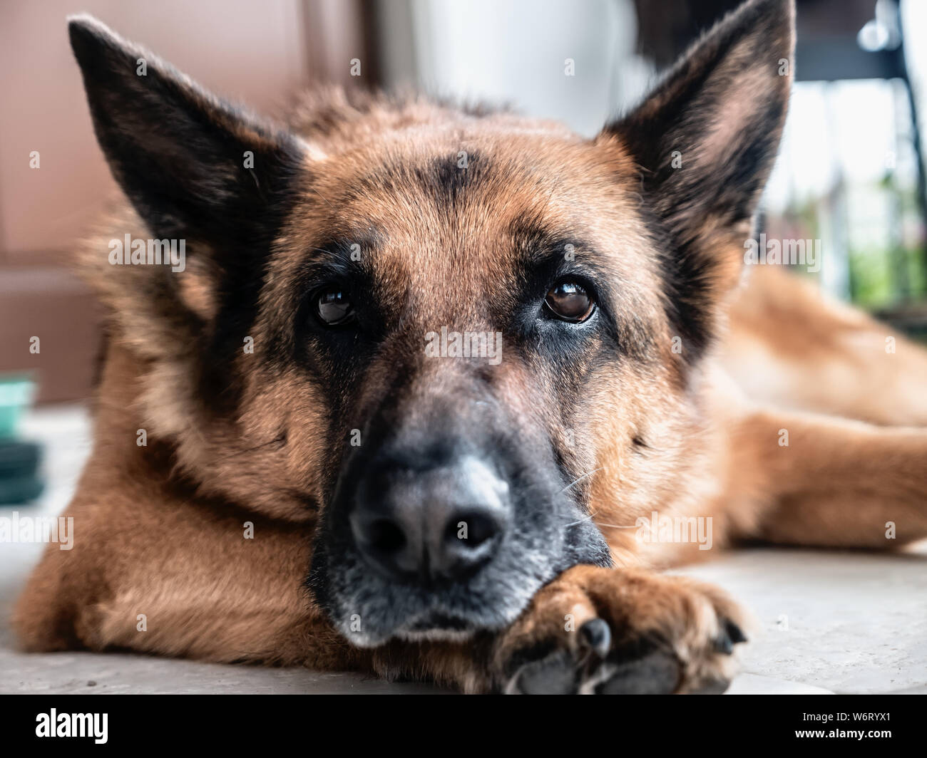 Deutscher Schäferhund posiert sie auf dem Boden liegend Stockfoto