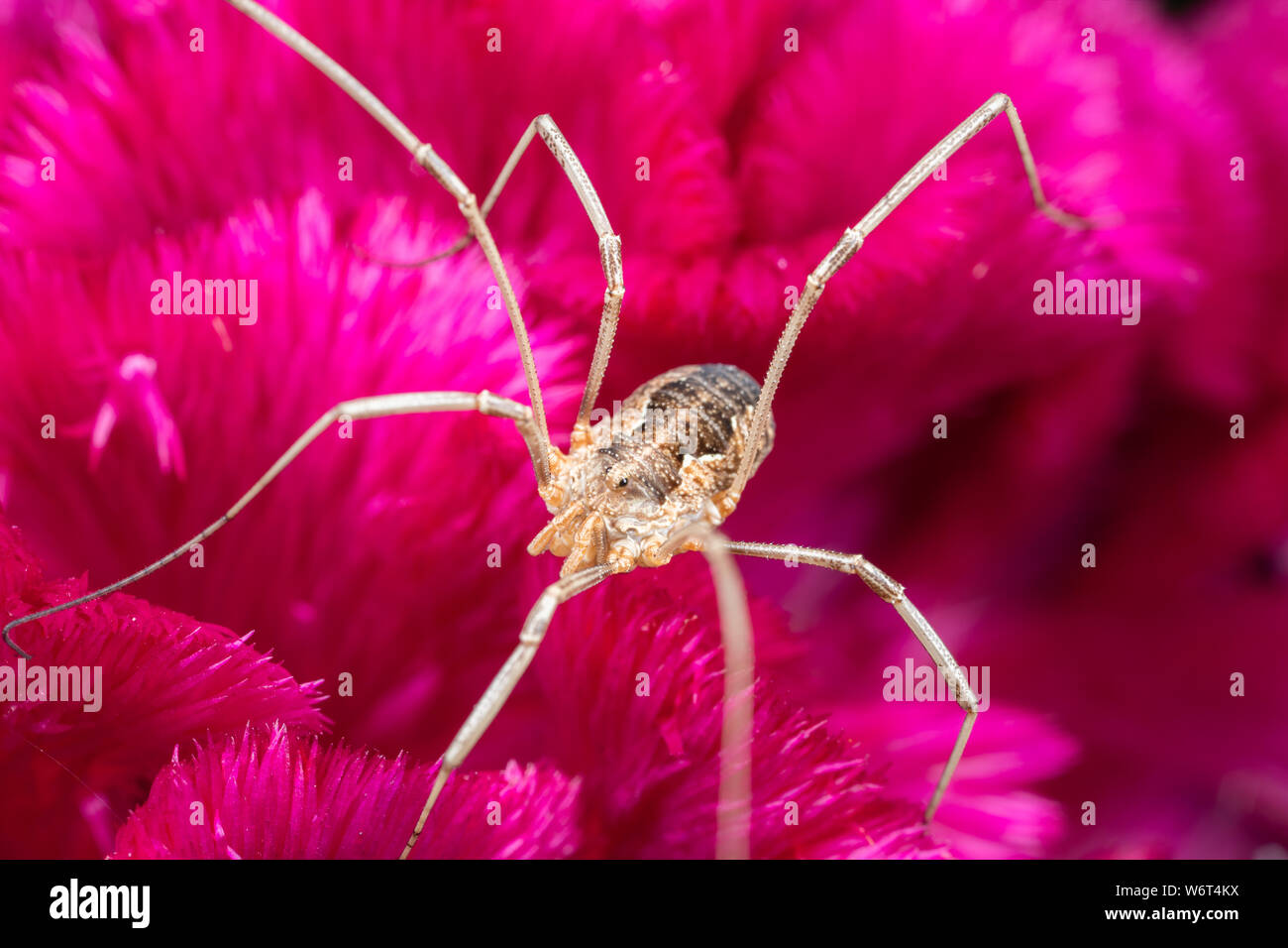 Makro Foto eines Weberknechte Daddy longlegs auf einem rosa Blume Stockfoto