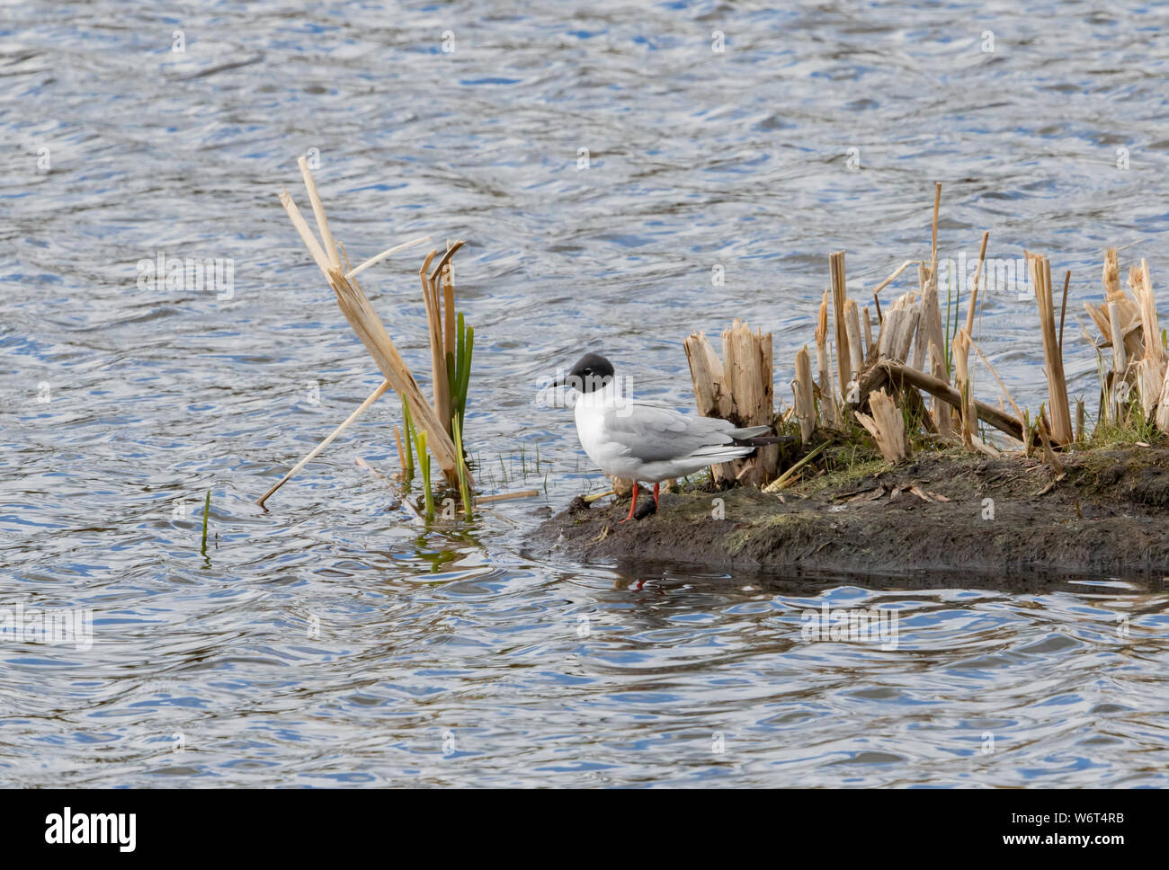 Bonaparte Möwe in Alaska Stockfoto