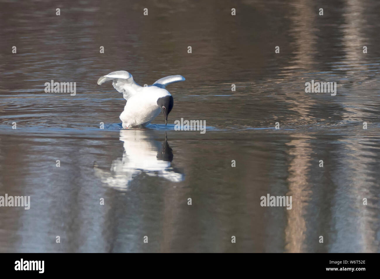 Bonaparte Gull in Alaska sieht sich das Spiegelbild an Stockfoto