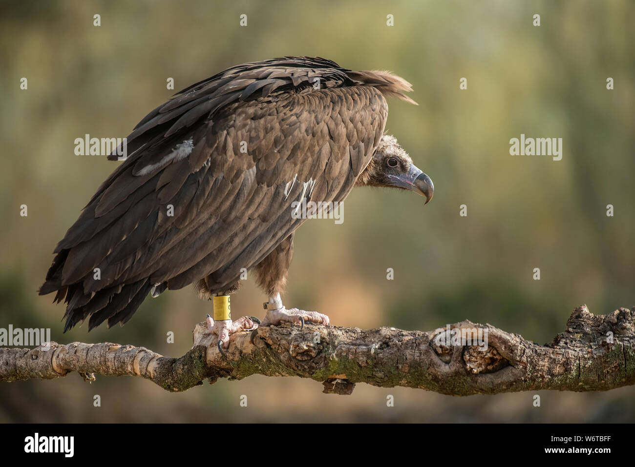 Mönchsgeier Aegypius monachus Stockfoto