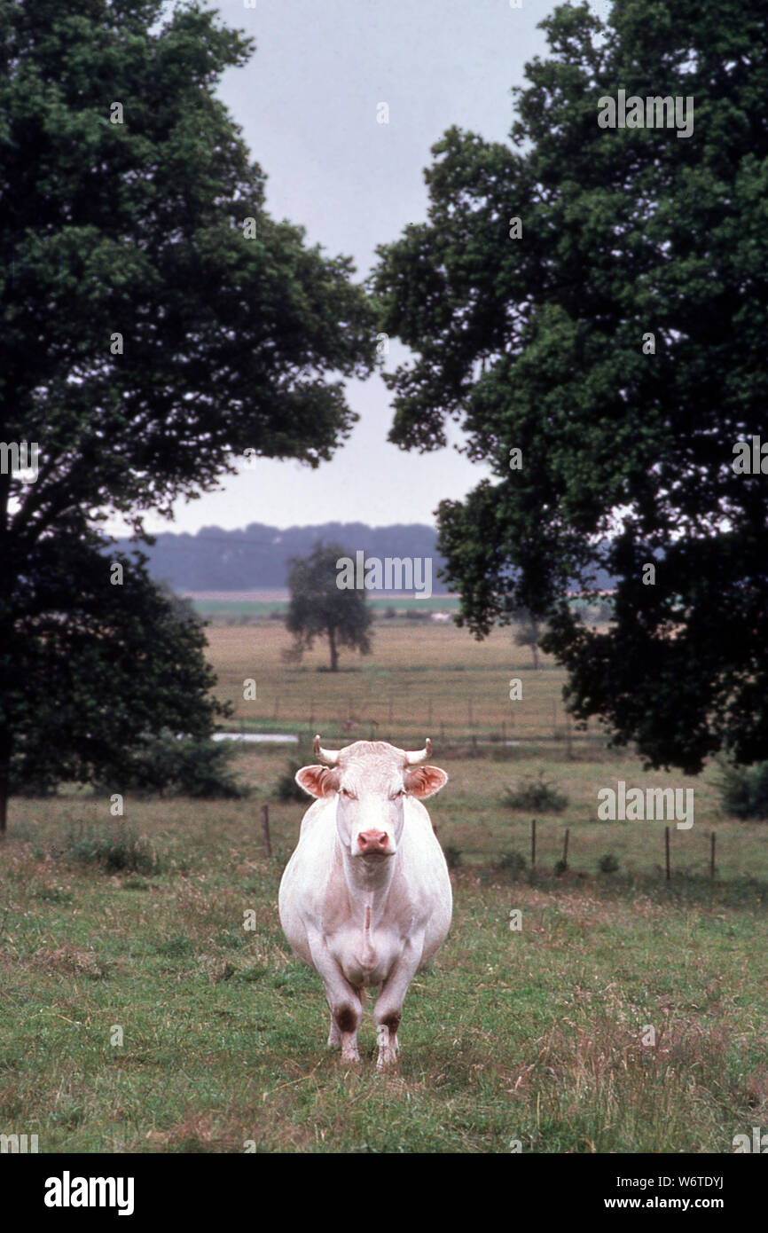 Kuh auf der Weide ist von Bäumen eingerahmt. In Frankreich genommen. Stockfoto