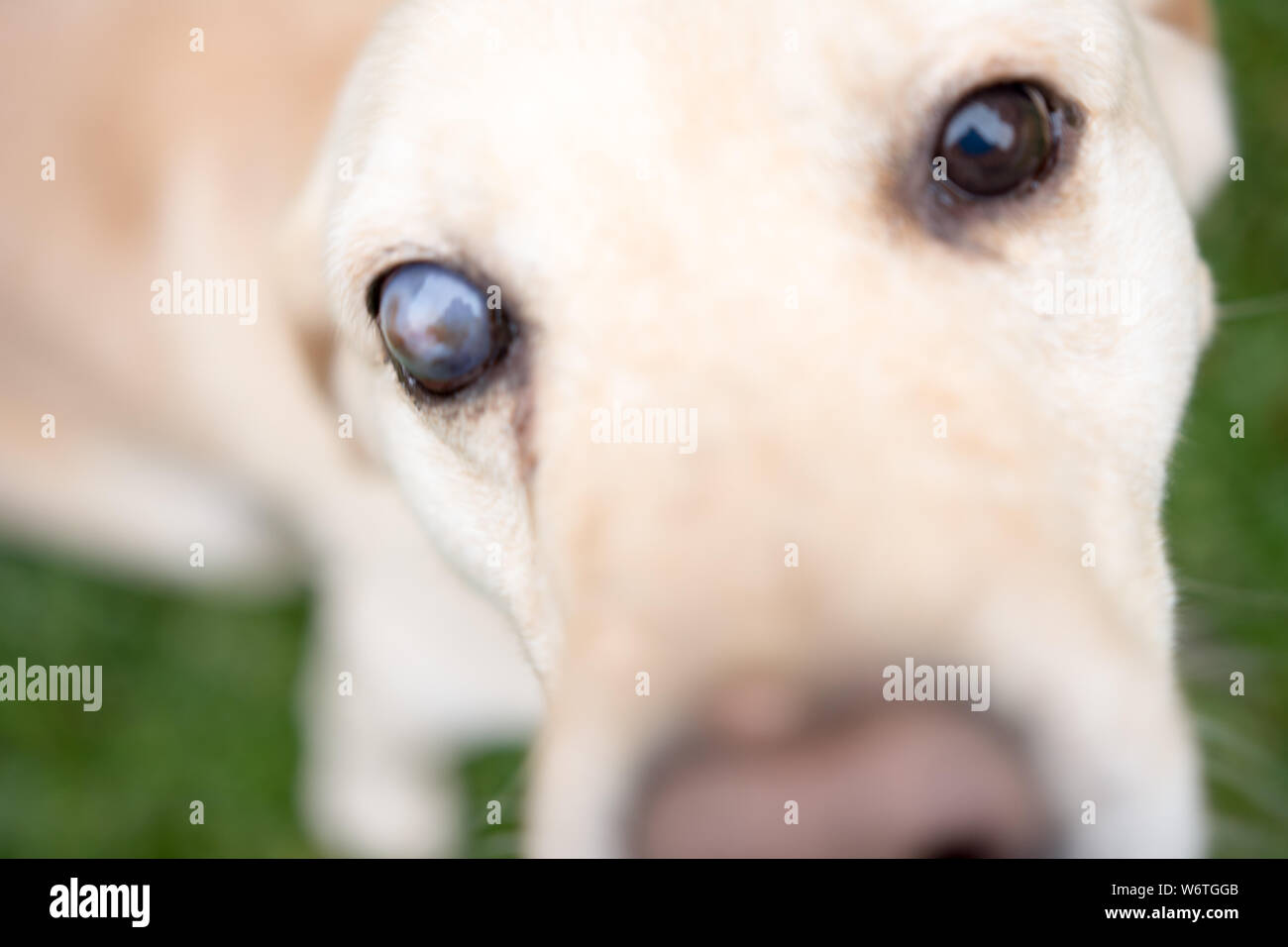 Hund Wird Blind Was Tun www.alamy.de