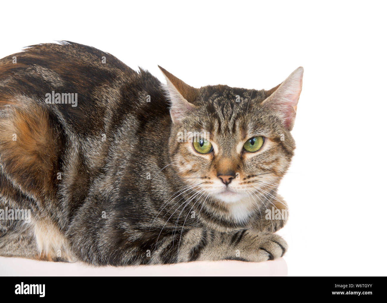 Bengal mix cat -Fotos und -Bildmaterial in hoher Auflösung – Alamy
