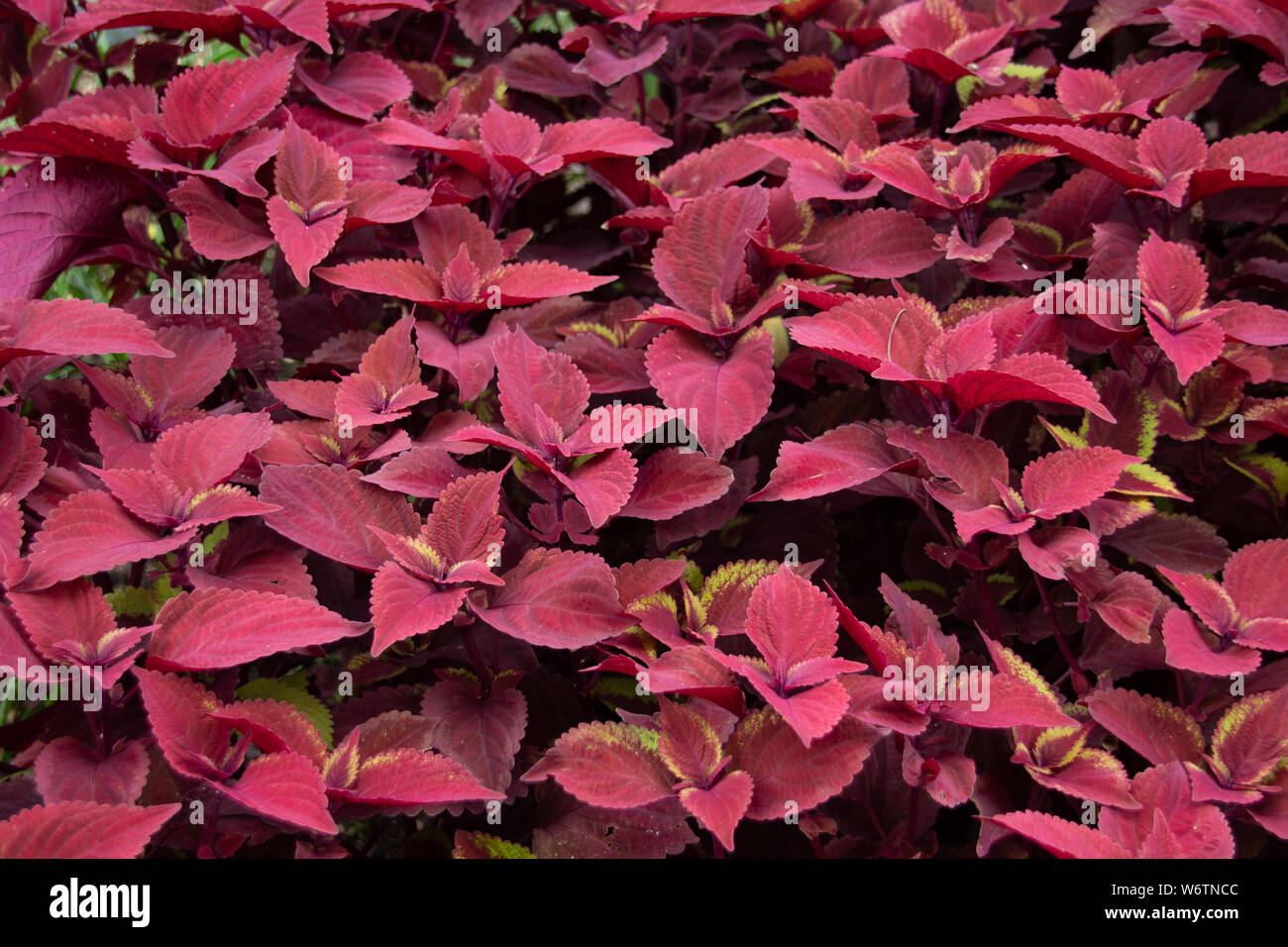 Red coleus sind sehr festlich Stockfoto