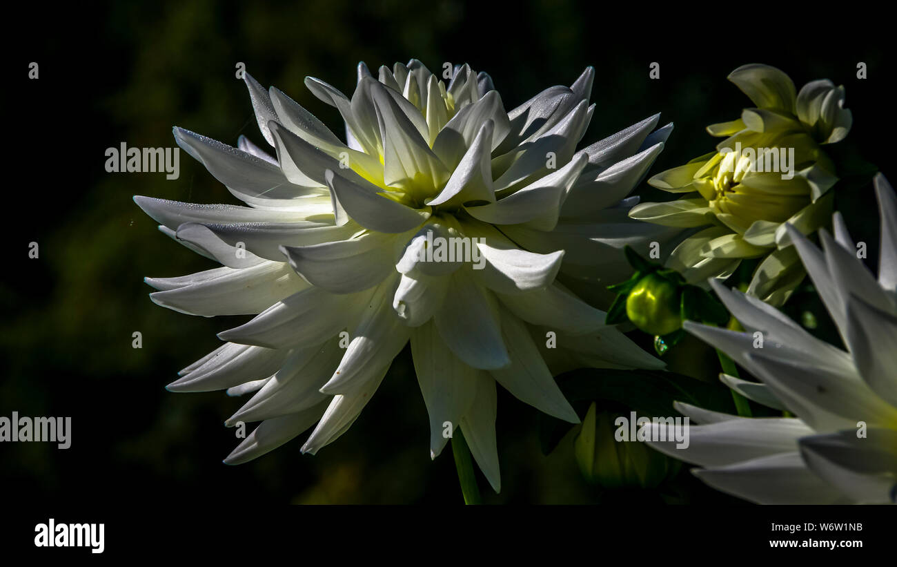 White Dahlia Blüten mit dunklen Hintergrund Stockfoto