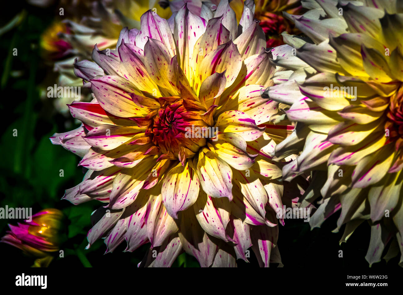 Intensive Farben dahlien Blumen Stockfoto