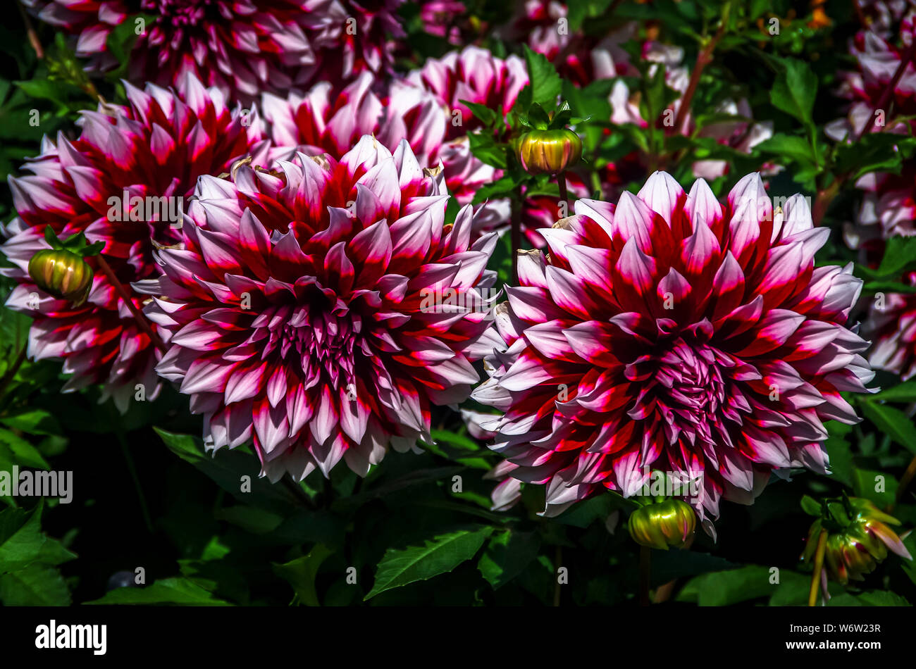 Intensive Farben dahlien Blumen Stockfoto
