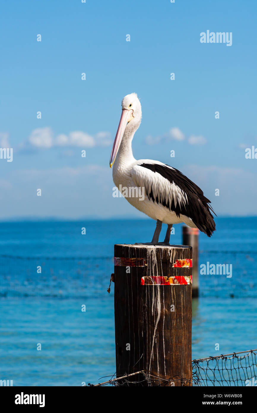 Ein Pelikan auf einer Stange durch den Ozean Stockfoto