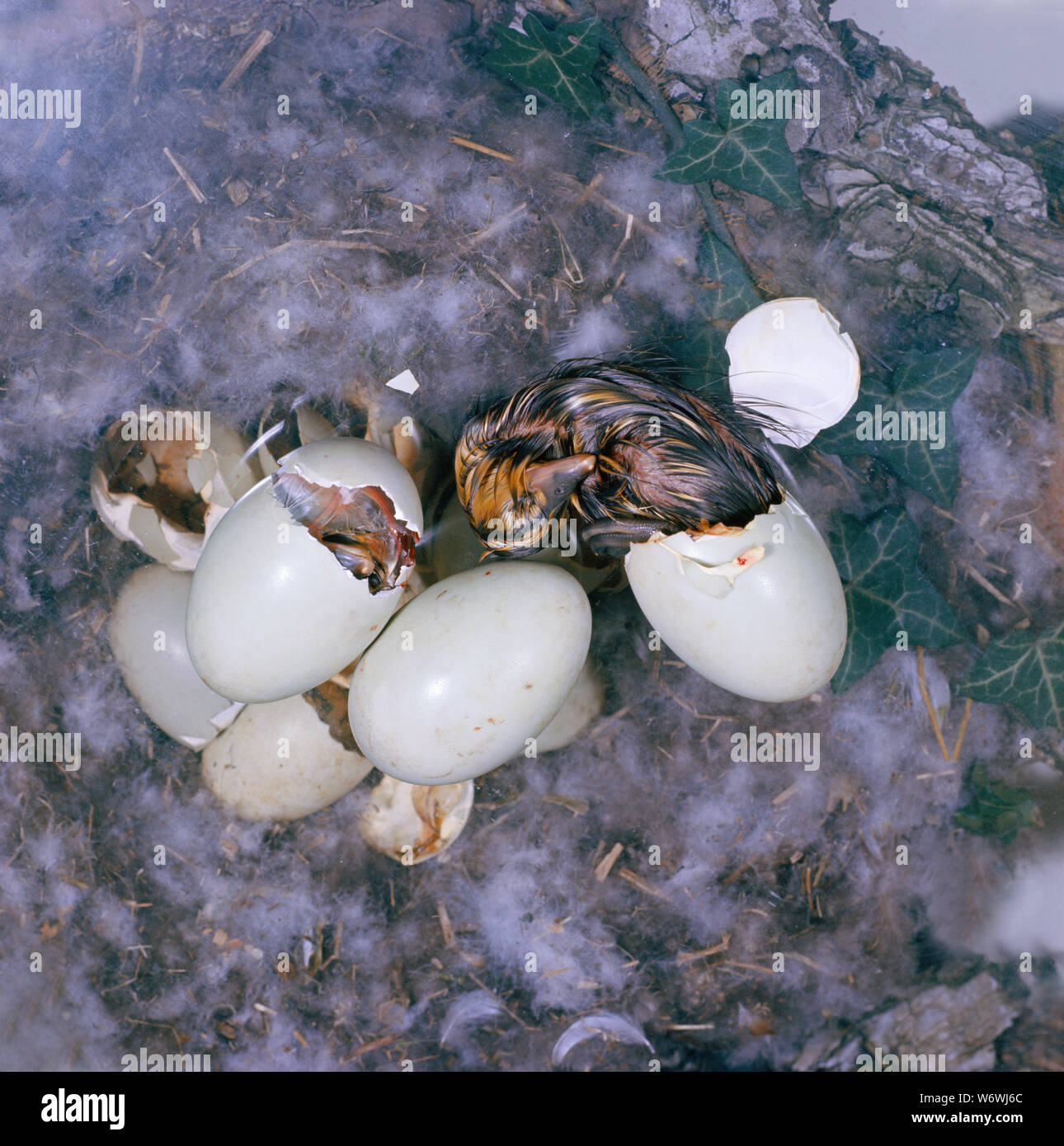 Stockente Anas platyrhynchos Eiern Stockfoto