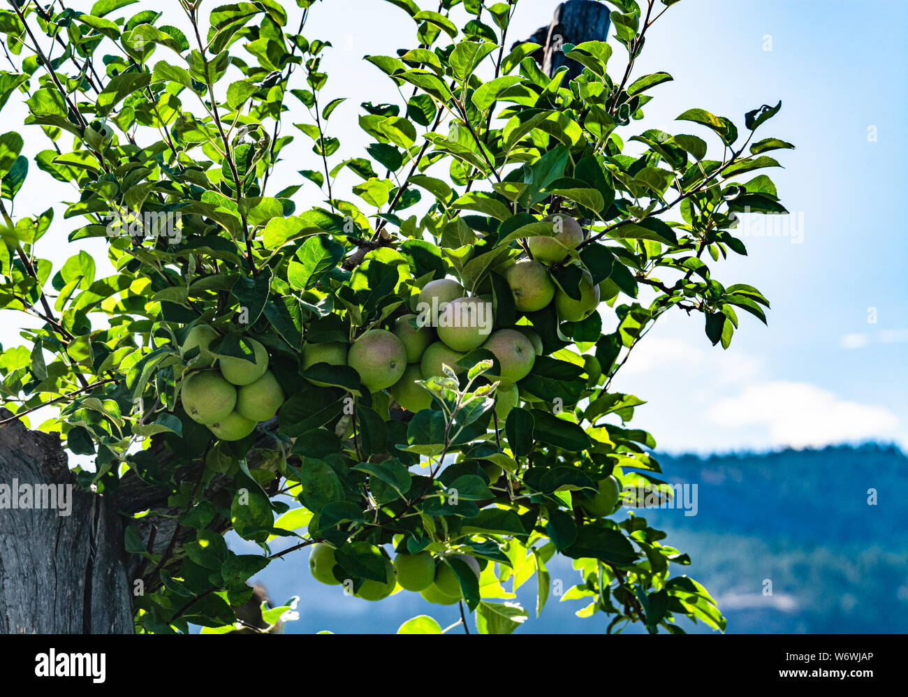 Grüne kleine Äpfel wachsen Reif auf dem Zweig Stockfoto