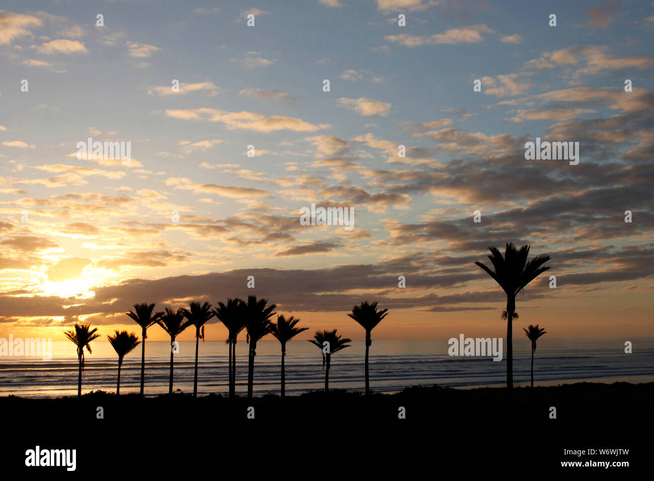 Sonnenuntergang auf Nikau Palmen, Westküste von Neuseeland Stockfoto