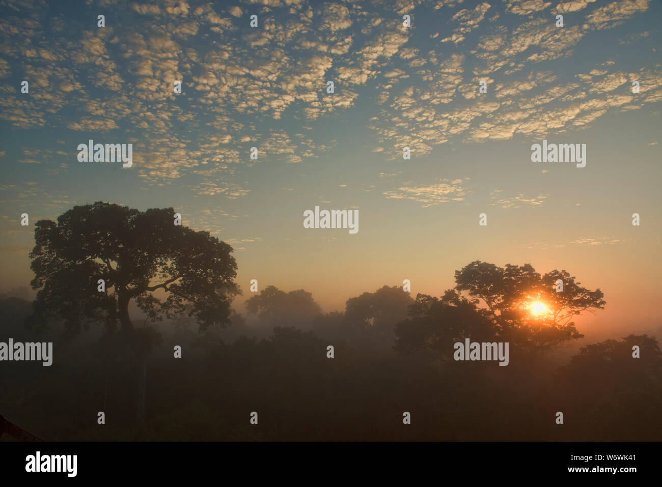 Riesige Brasilien Nuss und Dschungel Vordach bei Sonnenaufgang, Tambopata River Reserve, peruanischen Amazonas Stockfoto