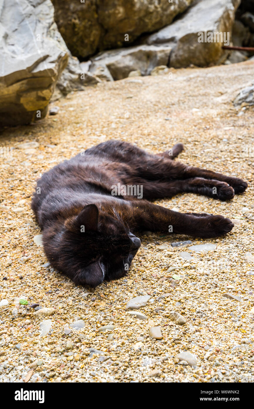 Montenegro, Entspannt müde schlafen schwarze Katze liegend auf dem Boden in der Sonne genießen die Stille Stockfoto