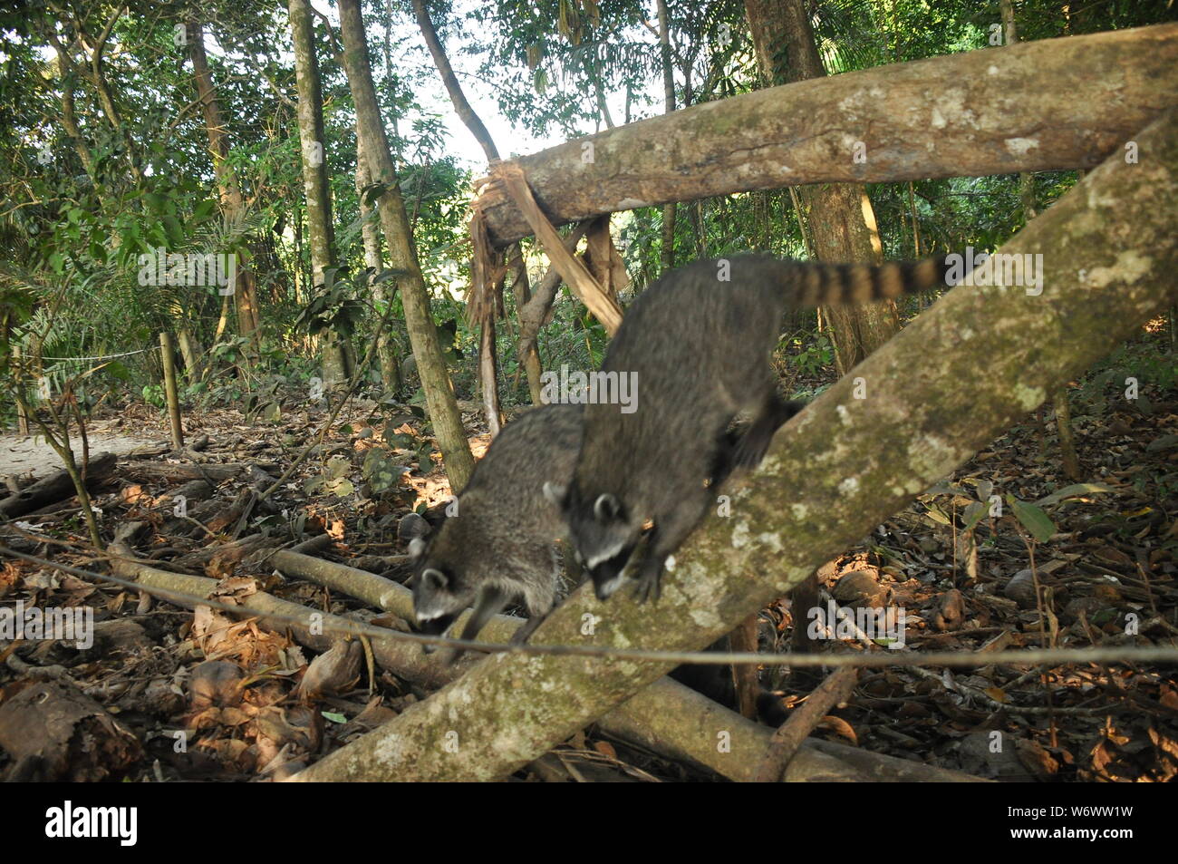 Waschbär, dem springenden Pet in den Manuel Antonio Nationalpark in Costa Rica. Stockfoto