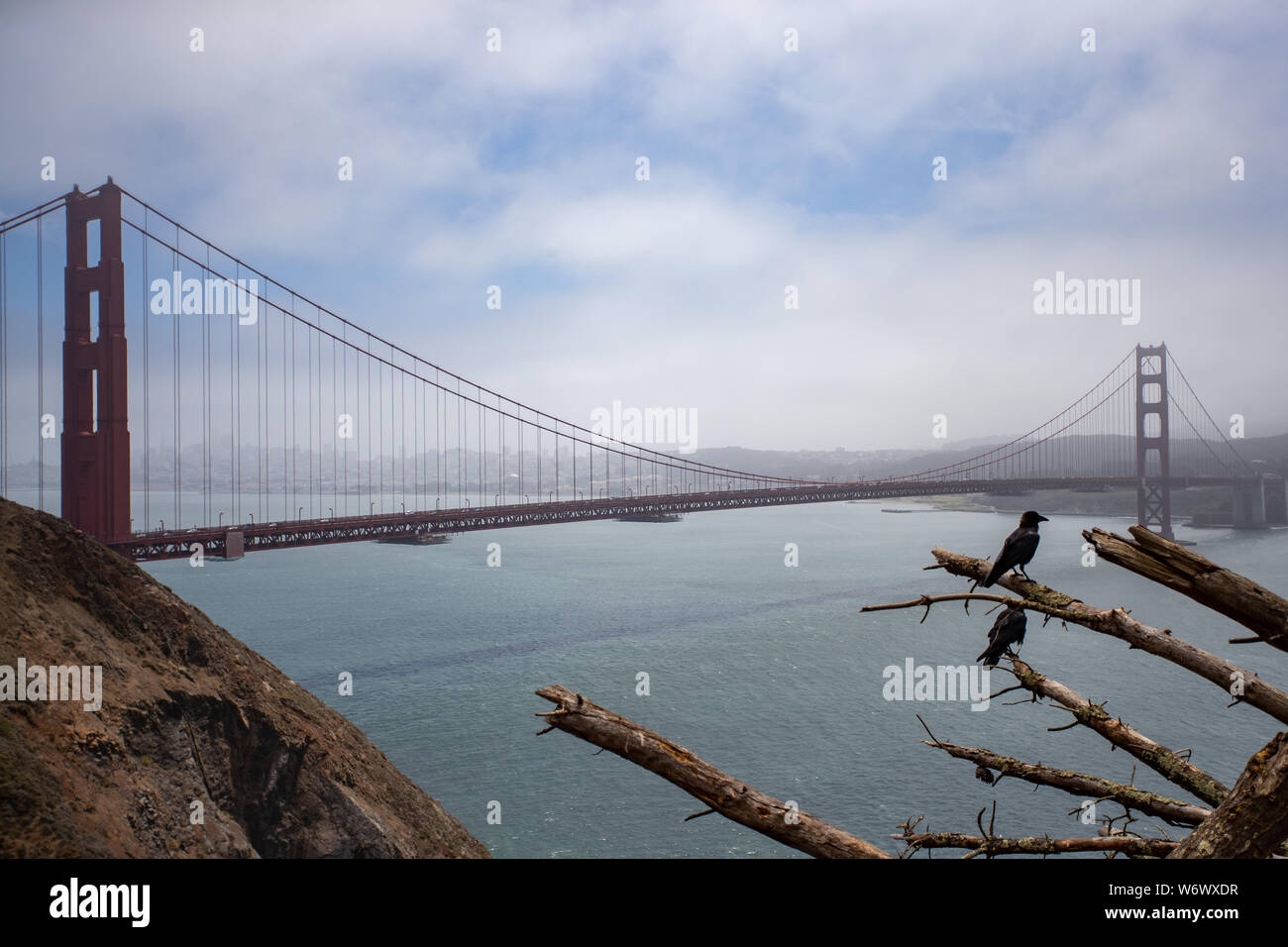 Krähen hocken auf einem Baum auf Marin Headlands mit Golden Gate Bridge im Hintergrund. Stockfoto