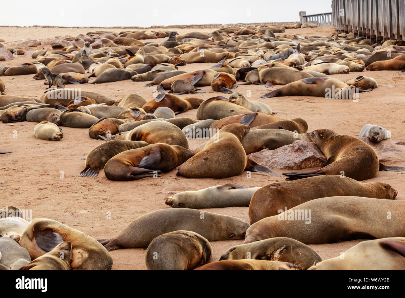 Dichtungen Kolonie in Cape Cross, Namibia Stockfoto